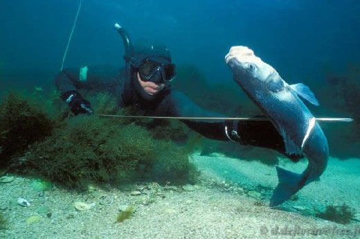 utazás lakóautóval kezdetek - halfogás szigonypuskával