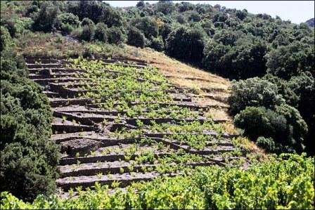 Úton Spanyolország felé - katalán földön 83 Úton Spanyolország felé - Banyuls-sur-Mer, teraszos szőlőföldek