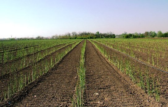 Spárga 3 Spárga - spárga termesztés, spárgaföld