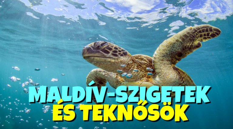 Maldív-szigetek teknősök | Alighanem a világ legjobb állása teknősökre vigyázni a Maldív-szigeteken