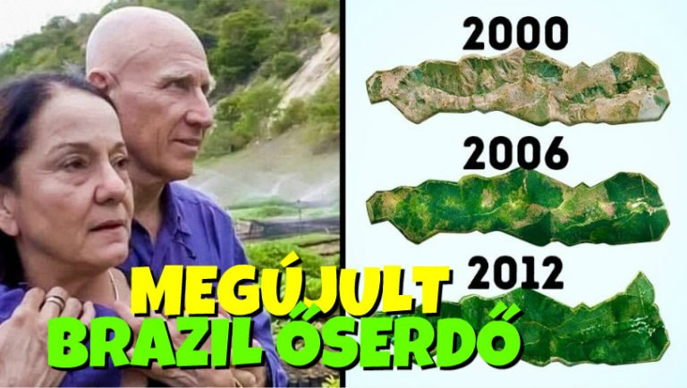 Őserdő megújulása | Egy brazil házaspár 20 évet dolgozott azon, hogy újratelepítsen egy őserdőt