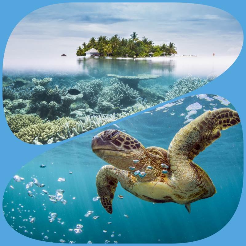 Maldív-szigetek teknősök | igazi kikapcsolódás egy gyönyörű szigeten